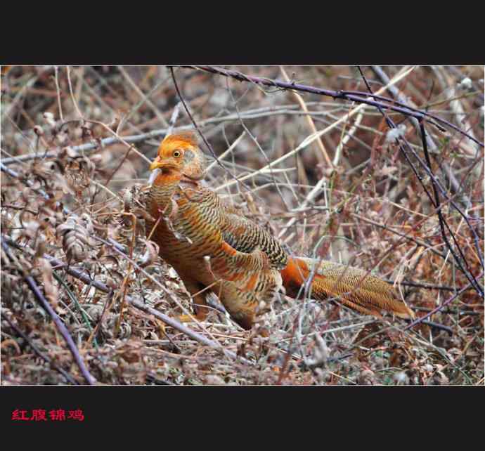 雄雉于秦 wbr下上其音