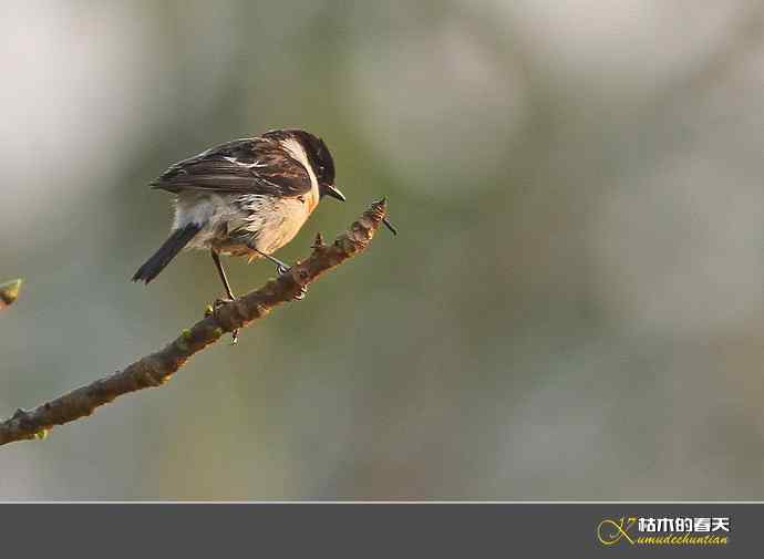 西双版纳拍鸟之二【实拍】