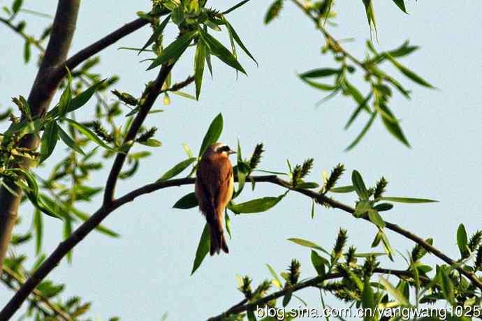 中华攀雀(3) 中华攀雀(3)