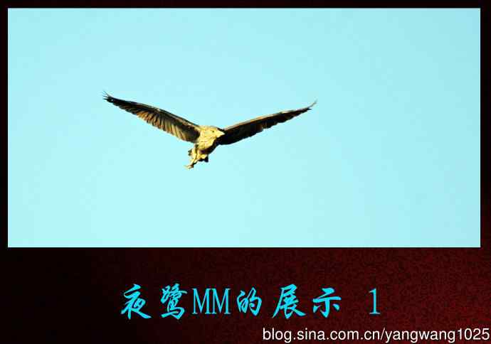 夜鹭MM的展示 wbr1