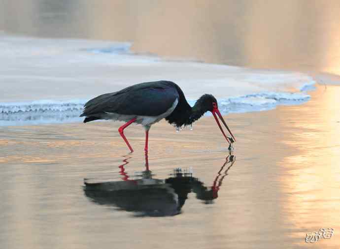 北京十渡 wbr路 wbr黑鹳 北京十渡 wbr路 wbr黑鹳