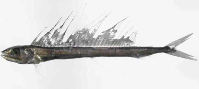 鱼类活化石：帆蜥鱼