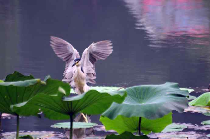 北海公园的夜鹭 wbr4