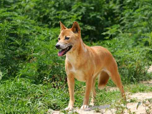 犬科：犬亚科犬属之澳洲野犬、歌唱犬、家犬