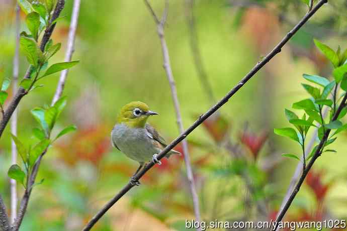 红胁绣眼鸟(11) 红胁绣眼鸟(11)