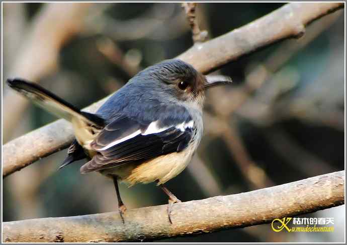 冬日拍鸟有感之一【照片】