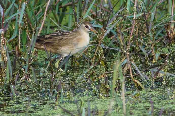 白眉田鸡——中国大陆新记录