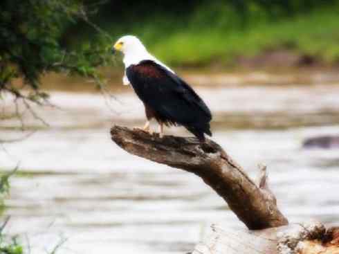白头鸟系列:另类的美丽(吼海雕) 白头鸟系列:另类的美丽(吼海雕)