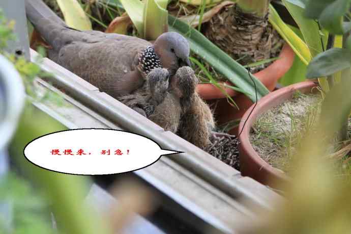 难得一见的鏡头-珠颈斑鸠哺育实拍(市区十五楼的鸟巢续集)