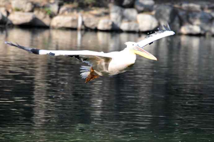 再拍鹈鹕 wbr wbr13