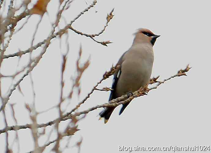 大太平.小太平(植物园) 大太平.小太平(植物园)