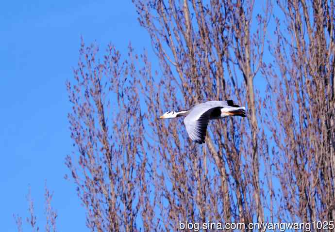斑头雁（抓拍）10