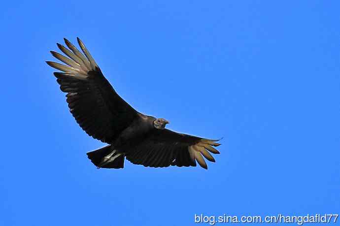黑美洲鹫（3）