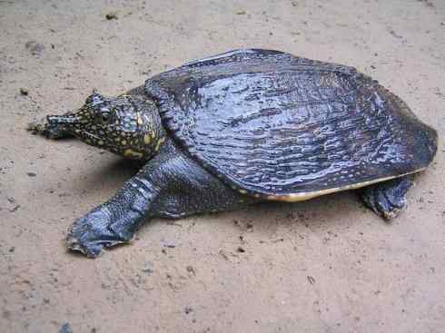 玄武:传说的兽原型探秘(鳖) 玄武:传说的兽原型探秘(鳖)