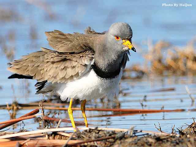 风乍起 wbr吹皱一湖碧水(观赏灰头麦鸡)