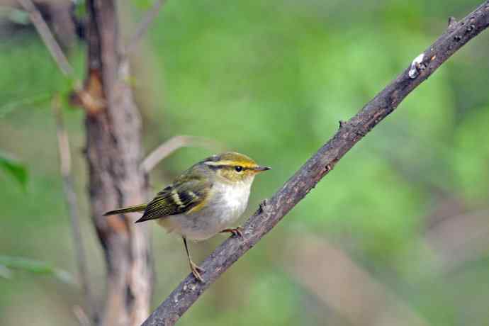 黄腰柳莺（26）