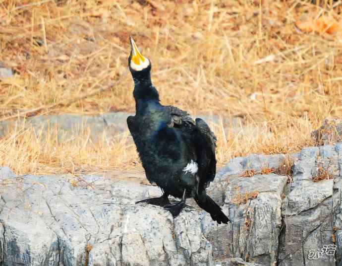 自我陶醉的鸬鹚 自我陶醉的鸬鹚