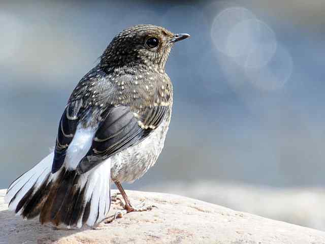 十渡有鸟初长成 wbr. wbr养在溪边人尽识