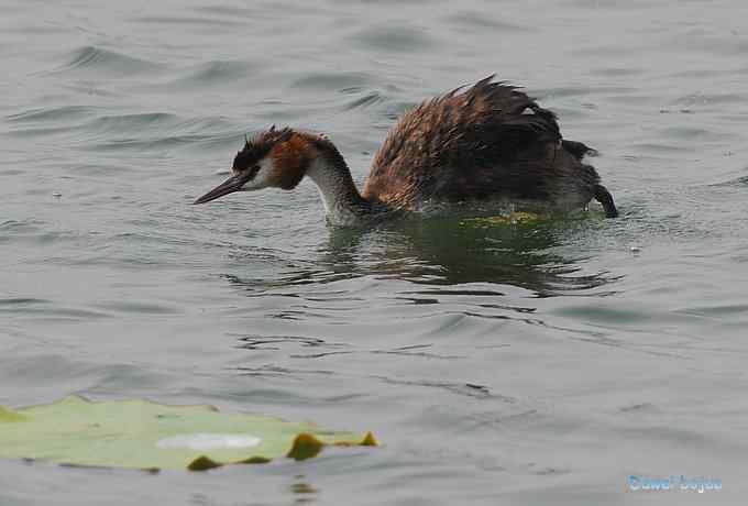 颐和园的凤头
