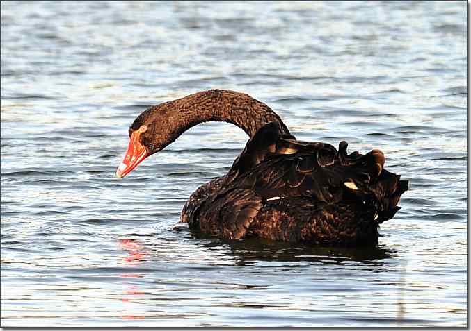  点击图片或使用键盘← →翻页