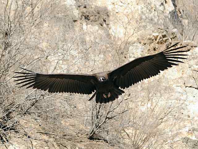 峡谷中 wbr. wbr沐浴阳光的秃鹫