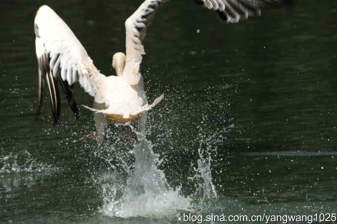 夜鹭与鹈鹕（抓拍）