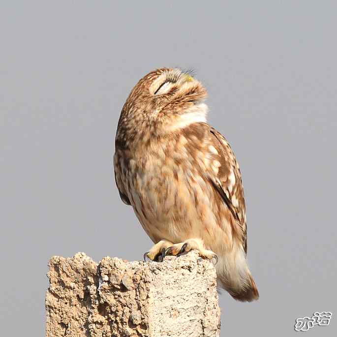官厅水库&nbsp;wbr路&nbsp;wbr练桩的纵纹腹小鸮