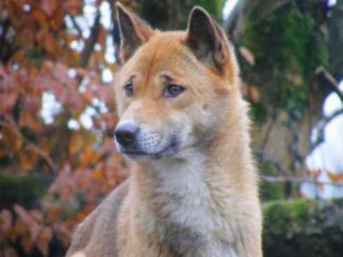 犬科：犬亚科犬属之澳洲野犬、歌唱犬、家犬