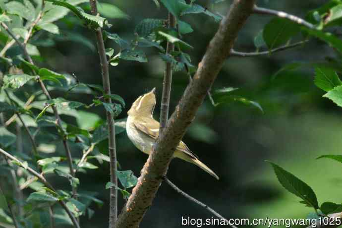 黄眉柳莺(25) 黄眉柳莺(25)