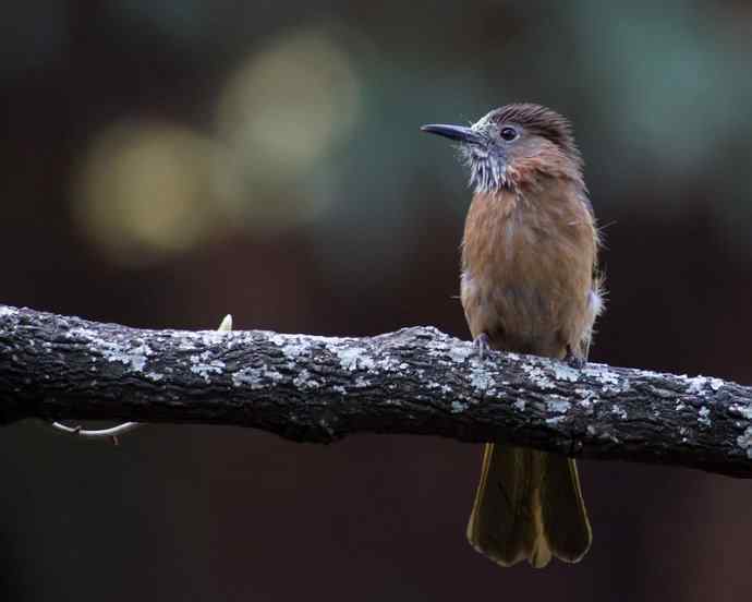 满嘴花粉的绿翅短脚鹎