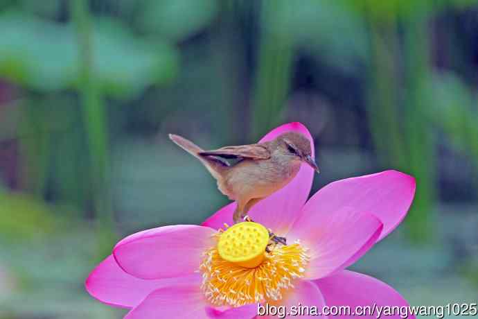 东方大苇莺与荷花（1）