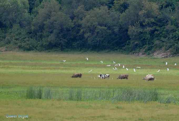 牛鹭两相伴 wbr景鸟一镜收 牛鹭两相伴 wbr景鸟一镜收