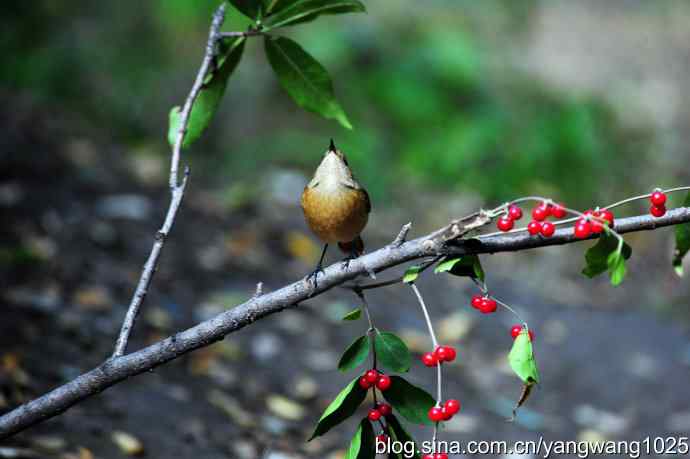 雌性北红尾鸲(4) 雌性北红尾鸲(4)