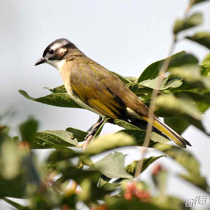 圆明园&nbsp;wbr路&nbsp;wbr白头鹎