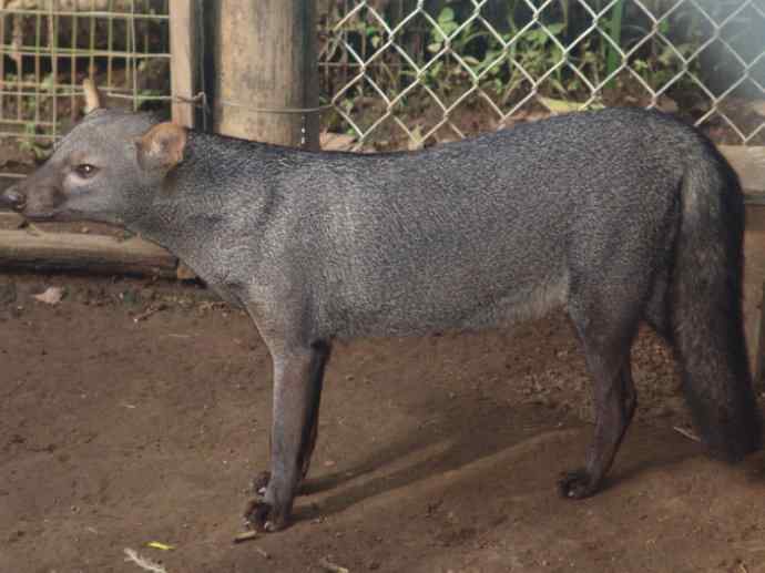 犬科：犬亚科小耳犬属的小耳犬