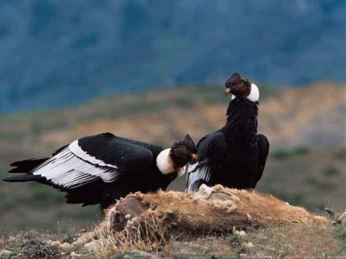犬科：犬亚科小耳犬属的小耳犬