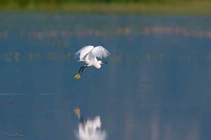 野鸭湖.生境白鹭