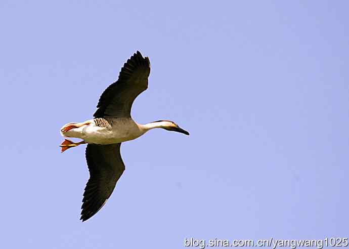 上庄水库的收获（鸿雁）1