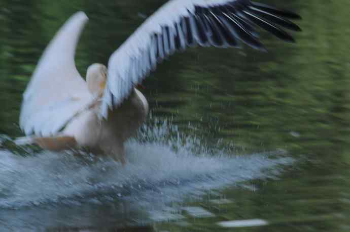 再拍大鹈鹕 wbr wbr4