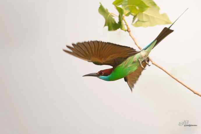 湖北大悟的蓝喉蜂虎