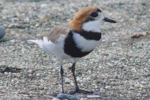 鸟类之最:北美金鸻