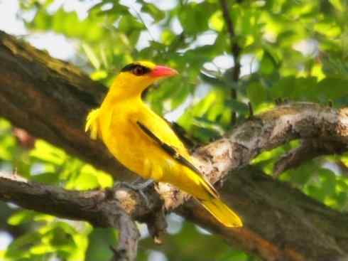 美丽无罪:雀鸟之朱鹂 美丽无罪:雀鸟之朱鹂