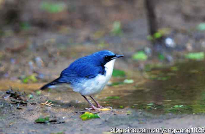 雄性蓝歌鸲（1）