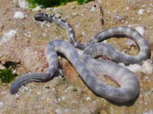 龙：传说的兽原型探秘（海蛇类）