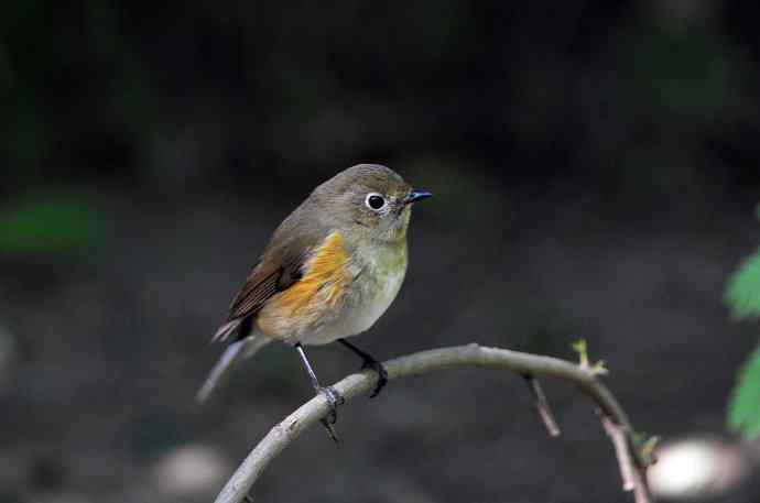 雌性红胁蓝尾鸲（55）