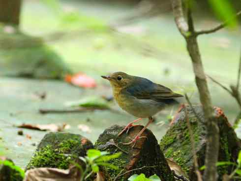 家禽驯化之源之二十七