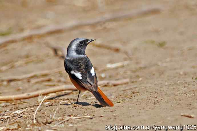 雄性北红尾鸲（12）