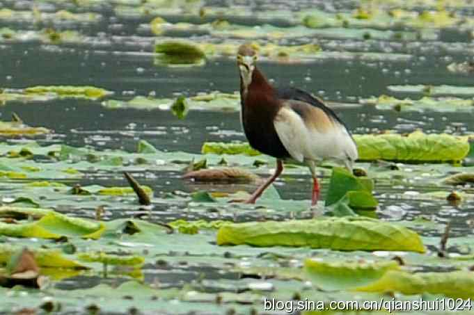 池鹭荷塘走秀(圆明园)*