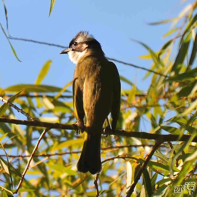 圆明园&nbsp;wbr路&nbsp;wbr白头鹎