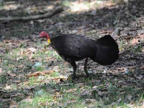 另类鸟类建筑师之二（褐背拟地鸦、雪雀）